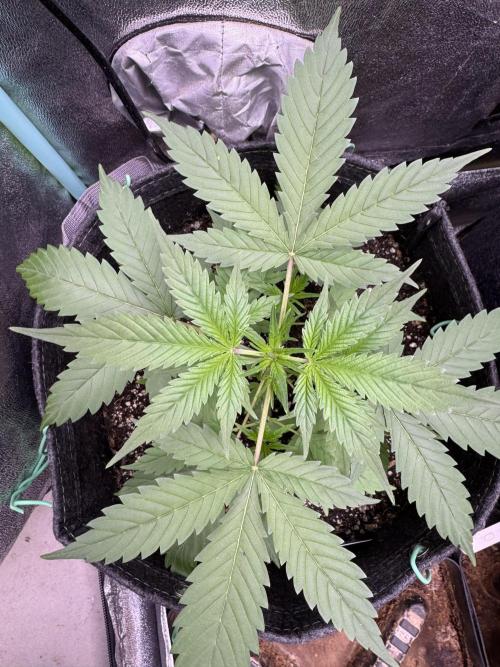 Sticky Broccoli Auto-Zamnesia. Week 4