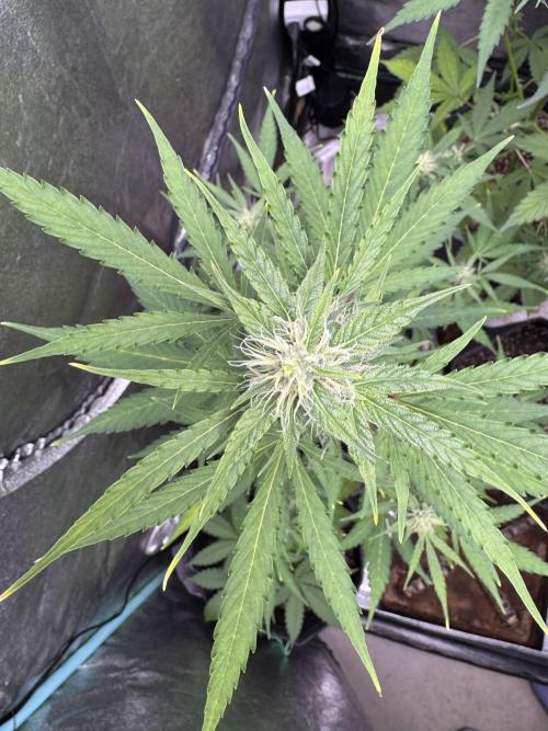 Purple Tangie Auto - Supernatural Seeds. Week 9