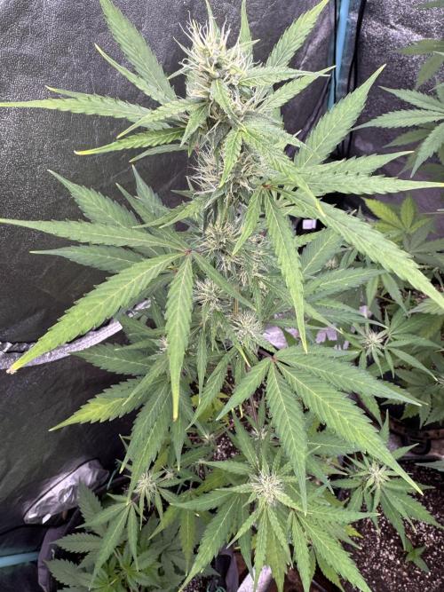 Purple Tangie Auto - Supernatural Seeds. Week 9