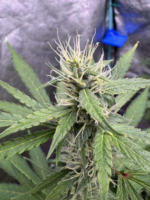 Purple Tangie Auto - Supernatural Seeds. Week 9