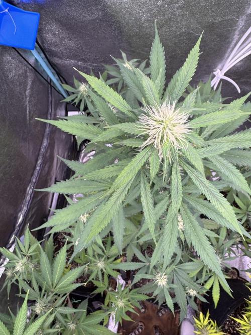 Wild Strawberry F1 Auto Run 2-TasteBudz. Week 8