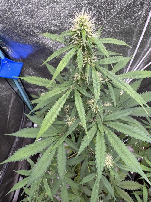 Wild Strawberry F1 Auto Run 2-TasteBudz. Week 8