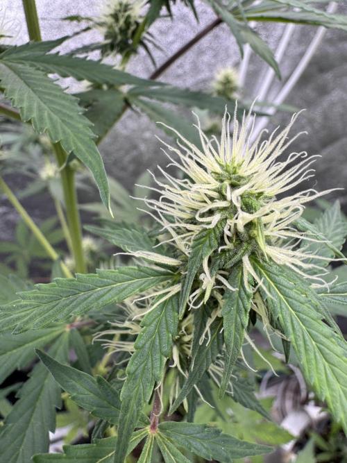 Wild Strawberry F1 Auto Run 2-TasteBudz. Week 8