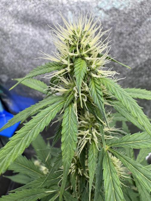 Wild Strawberry F1 Auto Run 2-TasteBudz. Week 8