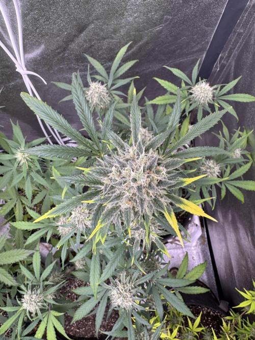 Sour Apple X Strawberry Gorilla Auto. Week 10