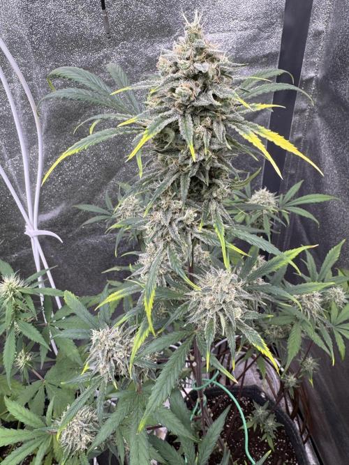 Sour Apple X Strawberry Gorilla Auto. Week 10