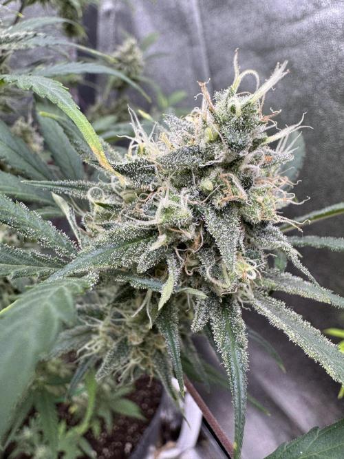 Sour Apple X Strawberry Gorilla Auto. Week 10