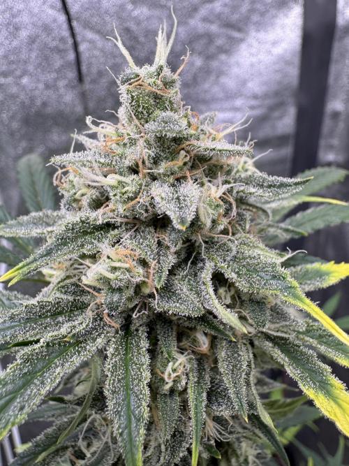 Sour Apple X Strawberry Gorilla Auto. Week 10