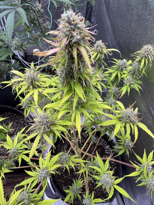 Apple Betty Auto from Herbies Seeds. Week 11