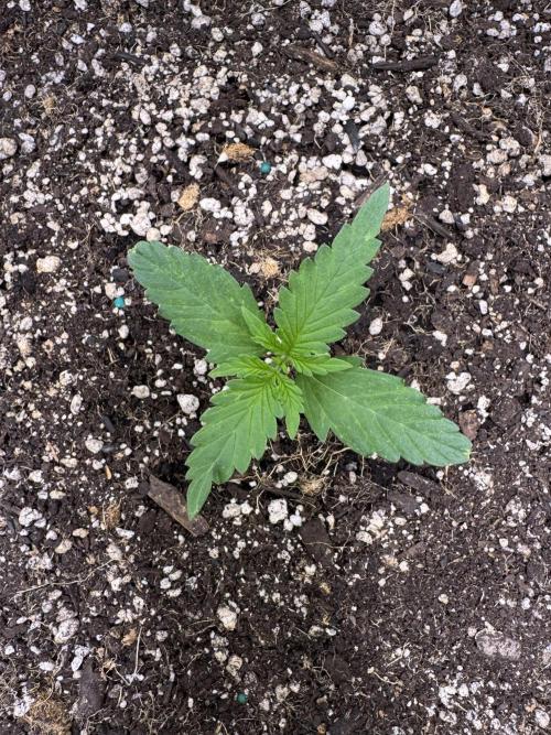 CBD Lemon Auto-Run #2 Herbies Seeds. Week 2