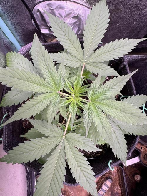 Sticky Broccoli Auto-Zamnesia. Week 4