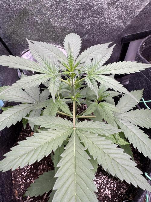 Sticky Broccoli Auto-Zamnesia. Week 4