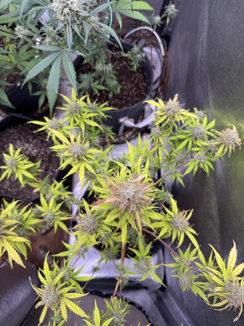 Apple Betty Auto from Herbies Seeds. Week 12