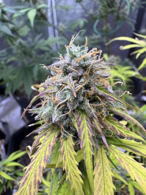 Apple Betty Auto from Herbies Seeds. Week 12