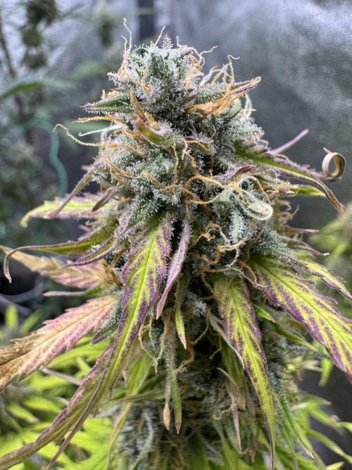 Apple Betty Auto from Herbies Seeds. Week 12