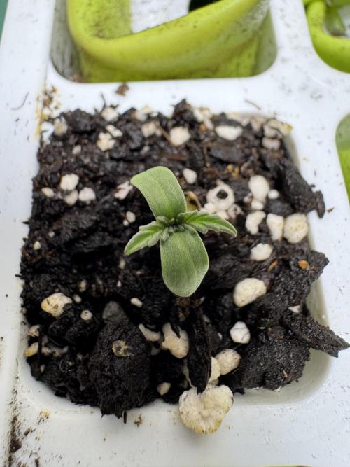 Strawberry Pie Auto-OriginalSensibleSeed. Week 0