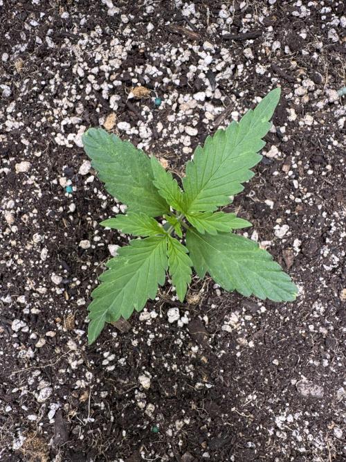 CBD Lemon Auto-Run #2 Herbies Seeds. Week 2