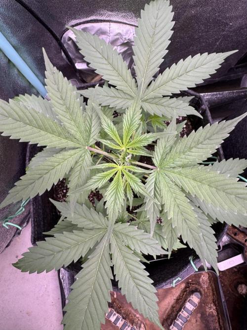 Sticky Broccoli Auto-Zamnesia. Week 4