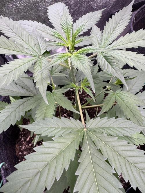 Sticky Broccoli Auto-Zamnesia. Week 4