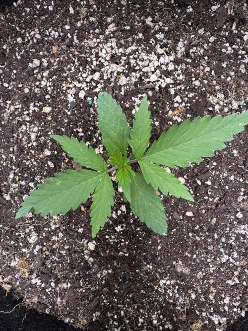 CBD Lemon Auto-Run #2 Herbies Seeds. Week 2