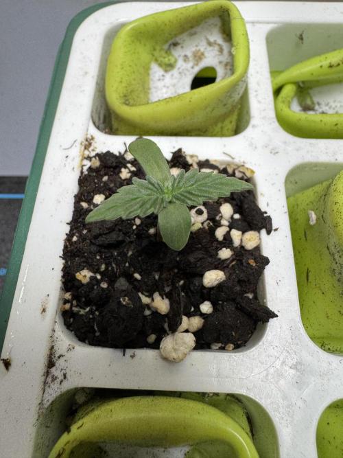 Strawberry Pie Auto-OriginalSensibleSeed. Week 0