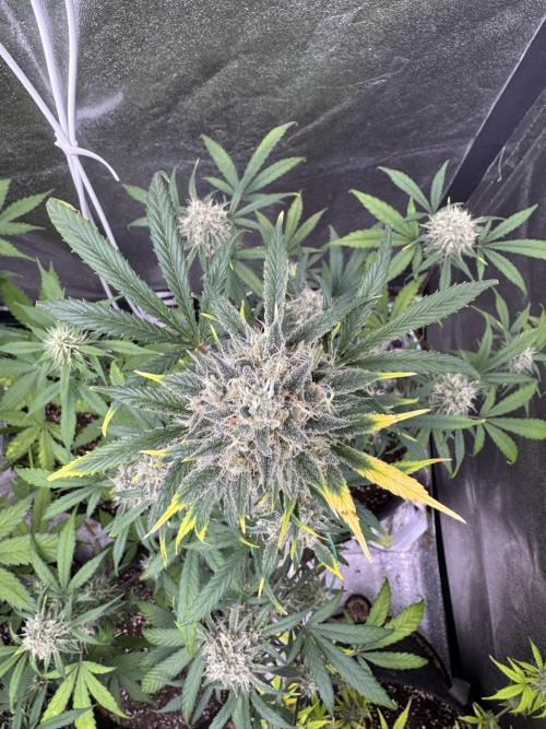 Sour Apple X Strawberry Gorilla Auto. Week 11