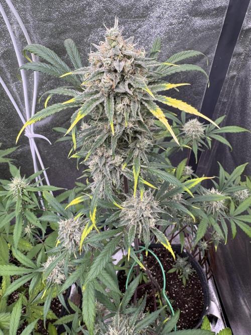 Sour Apple X Strawberry Gorilla Auto. Week 11