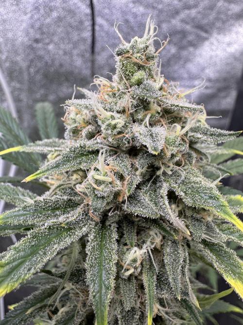 Sour Apple X Strawberry Gorilla Auto. Week 11