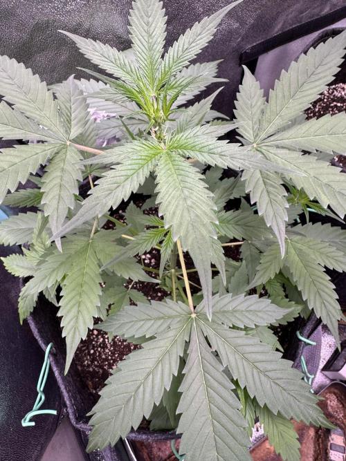 Sticky Broccoli Auto-Zamnesia. Week 4