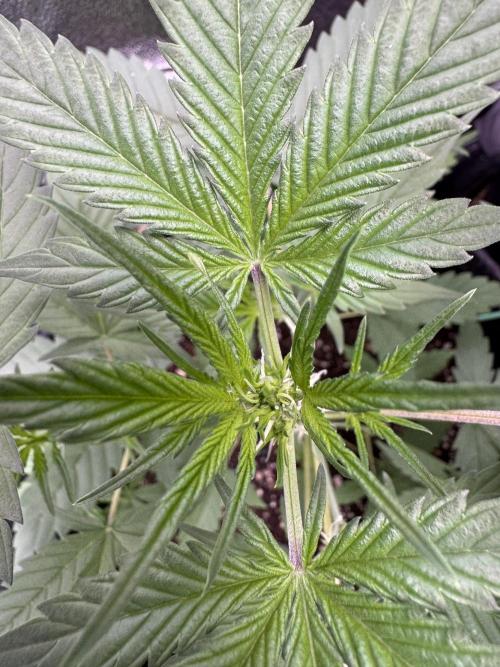 Sticky Broccoli Auto-Zamnesia. Week 4