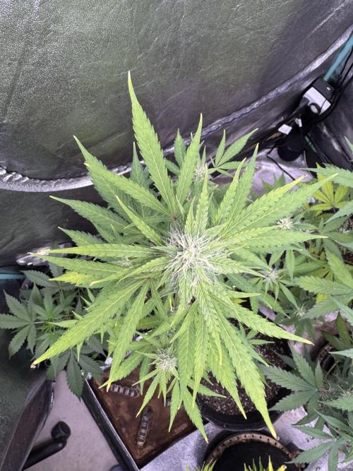Purple Tangie Auto - Supernatural Seeds. Week 9