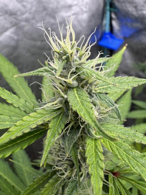 Purple Tangie Auto - Supernatural Seeds. Week 9