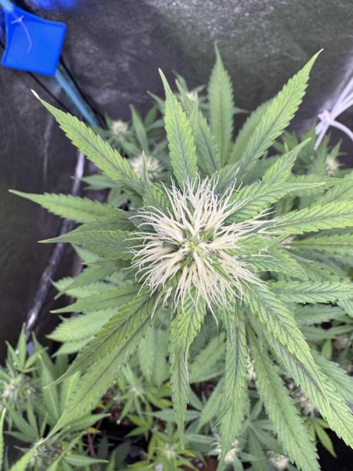 Wild Strawberry F1 Auto Run 2-TasteBudz. Week 8