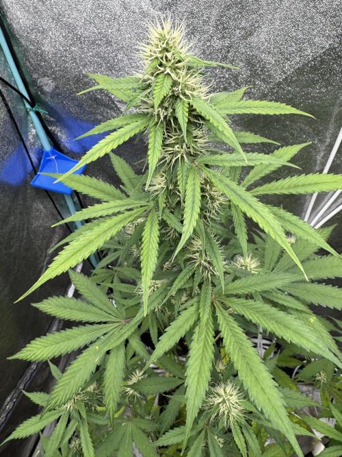 Wild Strawberry F1 Auto Run 2-TasteBudz. Week 8