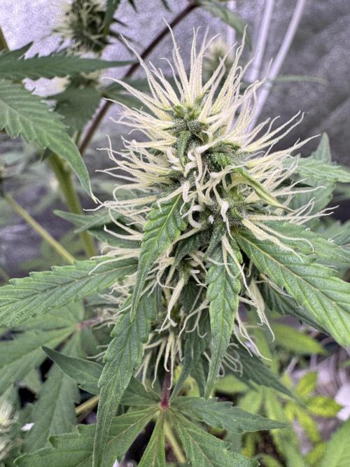 Wild Strawberry F1 Auto Run 2-TasteBudz. Week 8