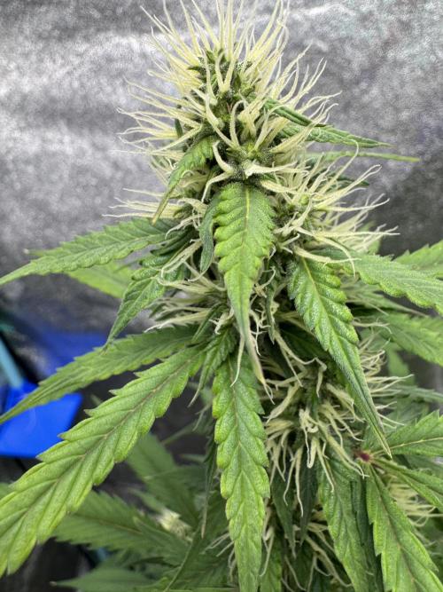 Wild Strawberry F1 Auto Run 2-TasteBudz. Week 8