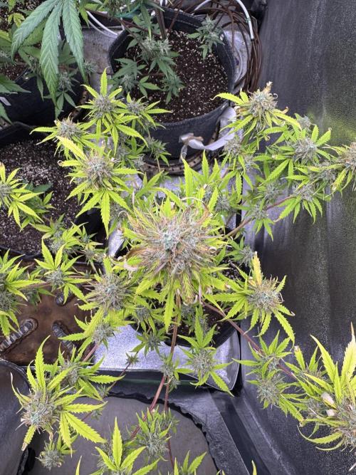 Apple Betty Auto from Herbies Seeds. Week 12