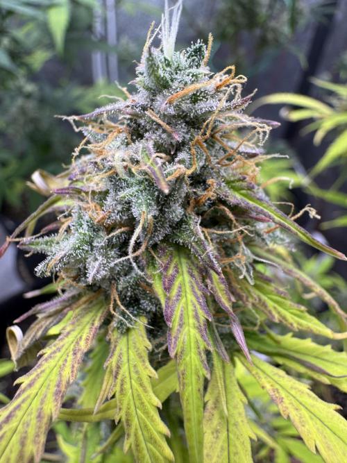 Apple Betty Auto from Herbies Seeds. Week 12