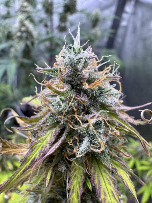 Apple Betty Auto from Herbies Seeds. Week 12