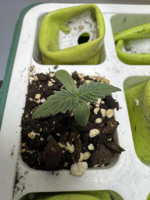 Strawberry Pie Auto-OriginalSensibleSeed. Week 0