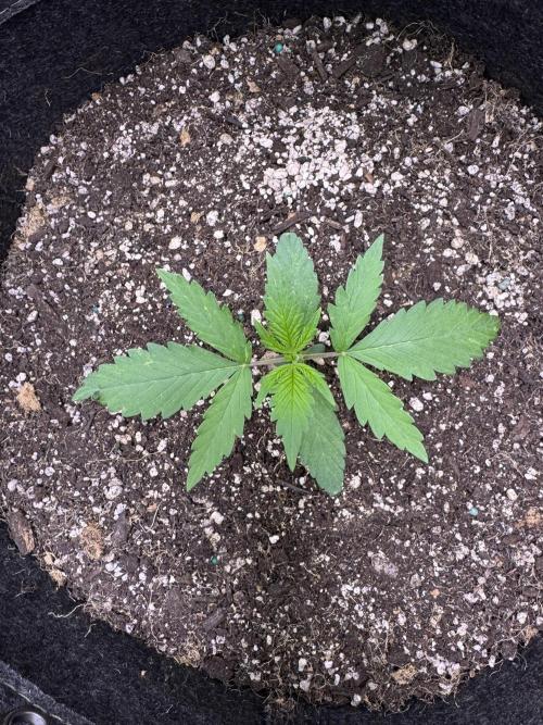 CBD Lemon Auto-Run #2 Herbies Seeds. Week 2