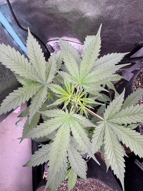 Sticky Broccoli Auto-Zamnesia. Week 5