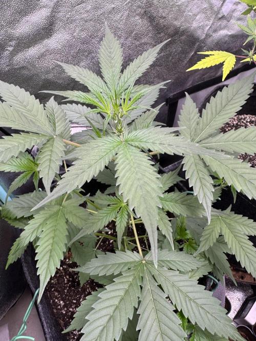 Sticky Broccoli Auto-Zamnesia. Week 5