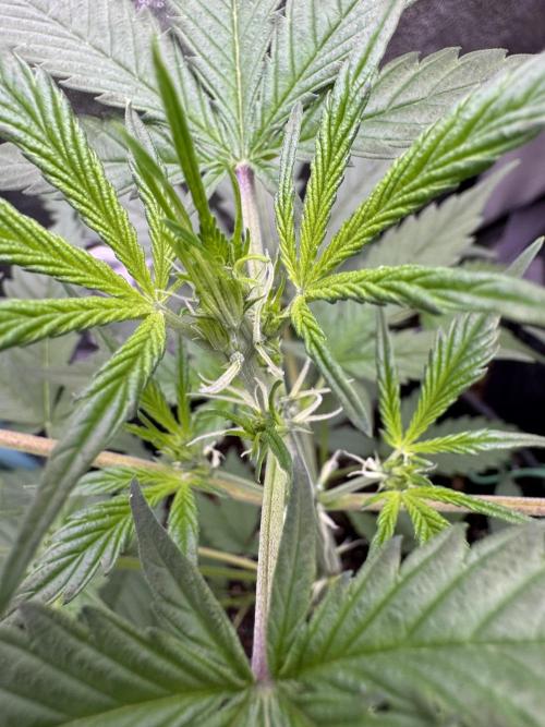 Sticky Broccoli Auto-Zamnesia. Week 5