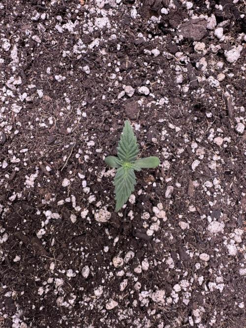 Strawberry Pie Auto-OriginalSensibleSeed. Week 1