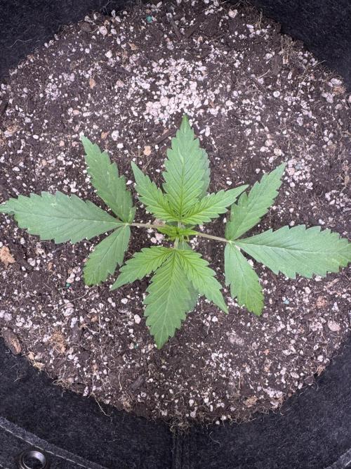 CBD Lemon Auto-Run #2 Herbies Seeds. Week 2