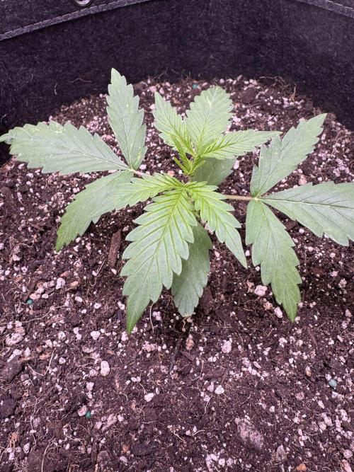 CBD Lemon Auto-Run #2 Herbies Seeds. Week 2