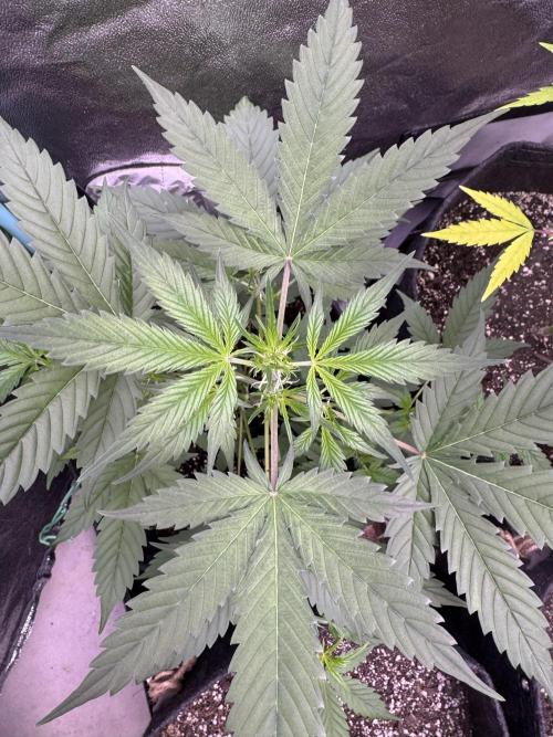 Sticky Broccoli Auto-Zamnesia. Week 5