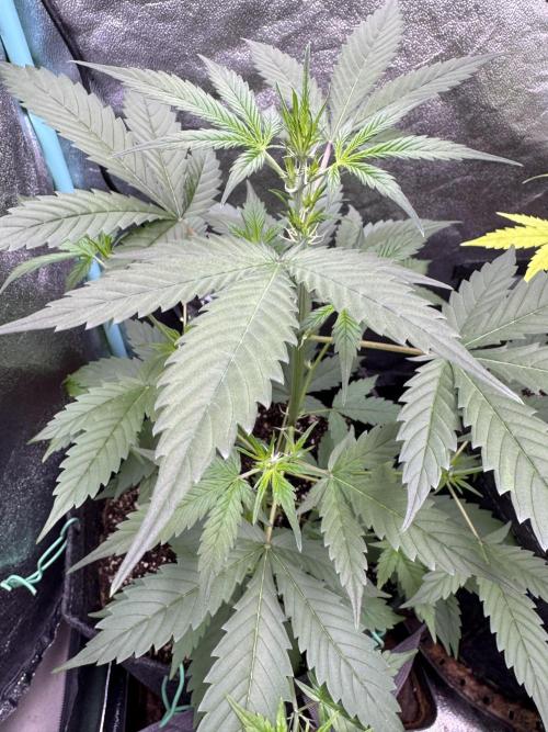 Sticky Broccoli Auto-Zamnesia. Week 5