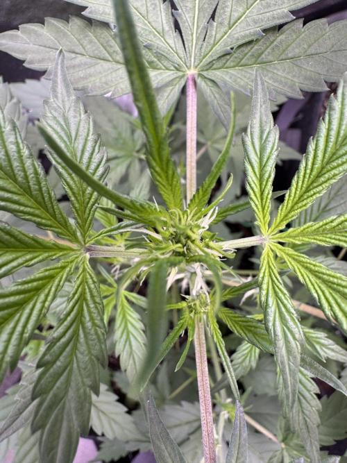 Sticky Broccoli Auto-Zamnesia. Week 5